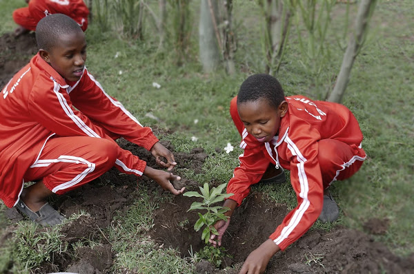 Students planting trees